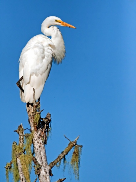 giant egret bird wildlife