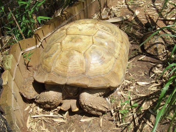 giant tortoise 