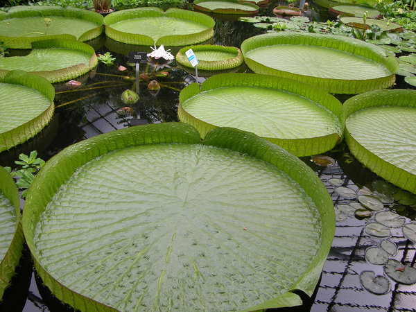 giant water lilies