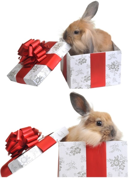 gift rabbit 01 hd pictures 