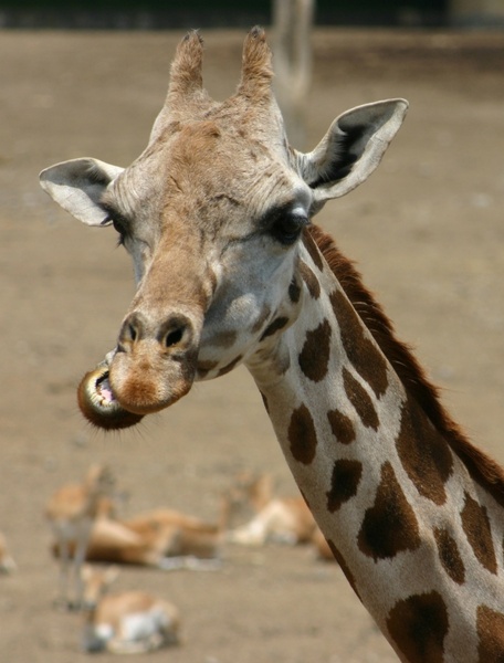 giraffe chewing head