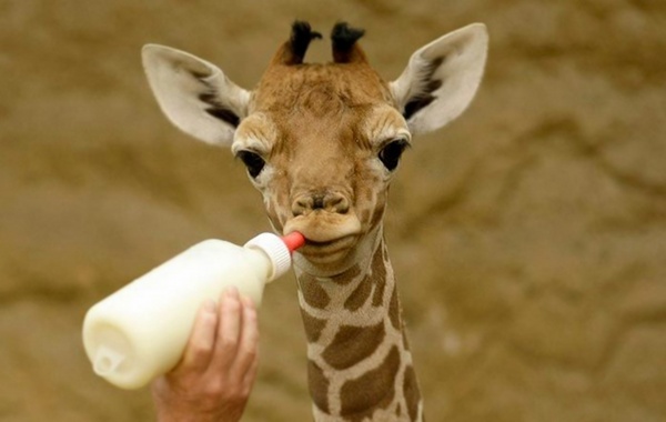 giraffe milk nutrition