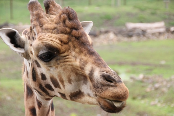 giraffe neck animal 