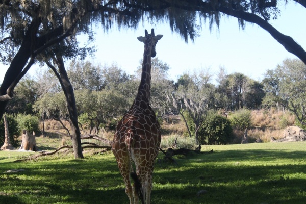 giraffe safari wild 