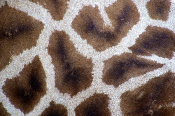 giraffe spots 