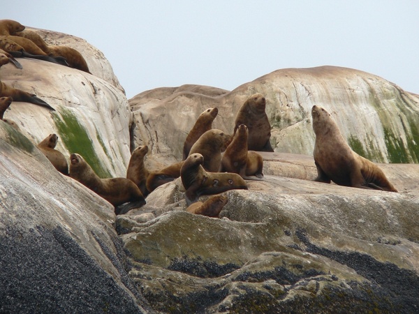 glacier bay alaska steller sea lions