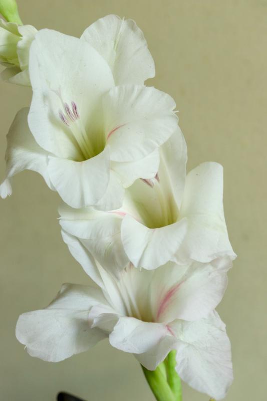 gladiolus flora backdrop picture elegant bright closeup  
