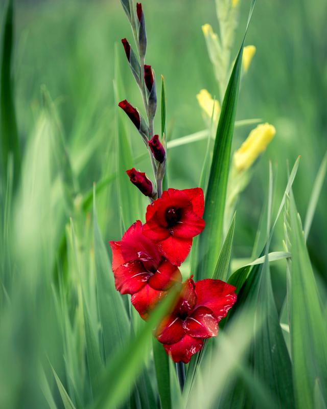 gladiolus flowers backdrop elegant bright closeup 