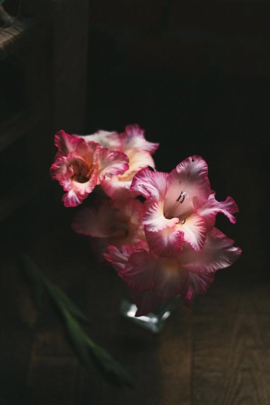 gladiolus flowers backdrop picture contrast dark elegance 