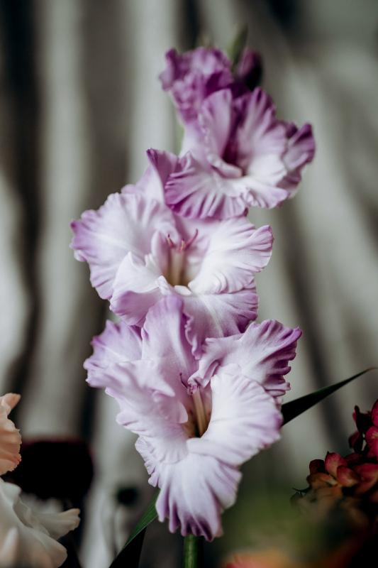 Gladiolus petals backdrop picture elegant closeup 
