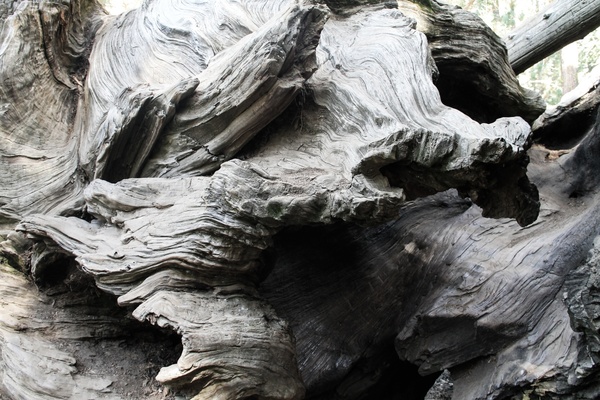 gnarled wood on tree trunk