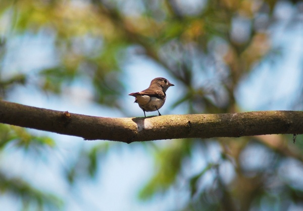 goa small bird