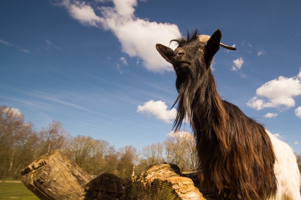 goat and a blue sky