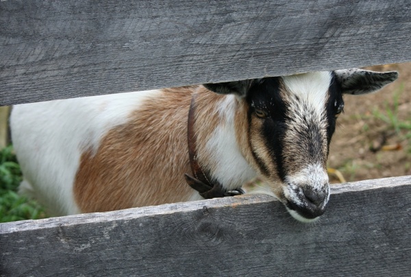 goat animal pet