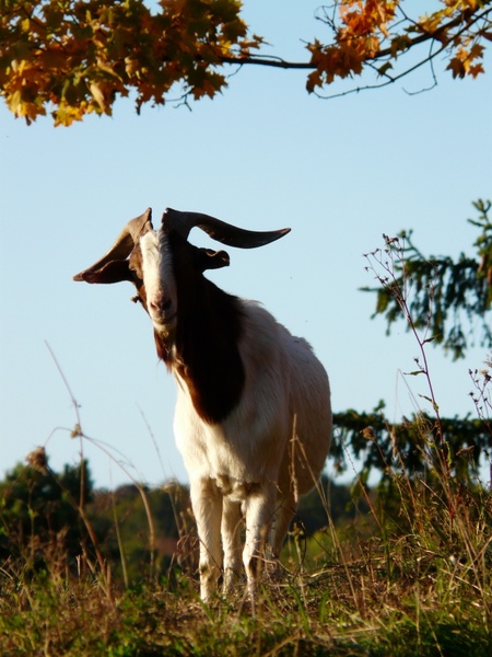 goat billy-goat horns