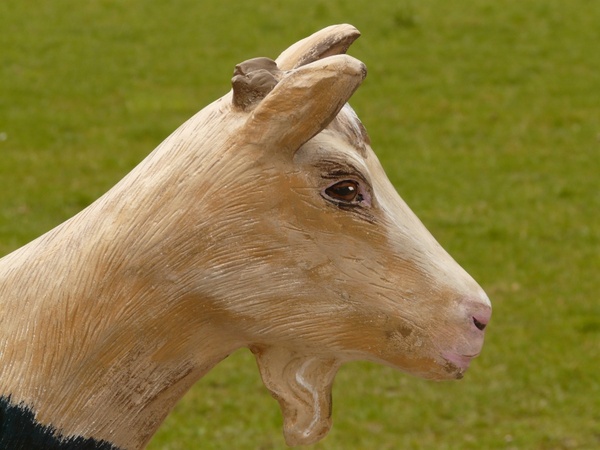 goat geiss chamois