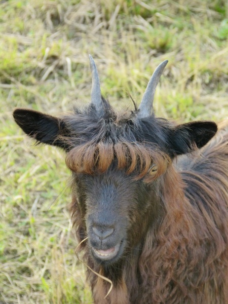 goat mammal hair