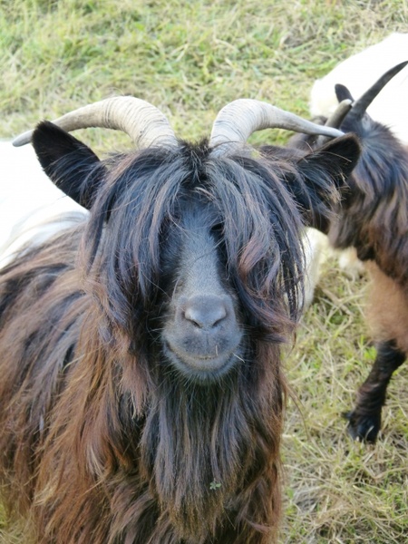 goat mammal paarhufer 