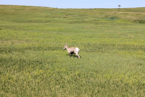 goat on the prairie at badlands national park south dakota