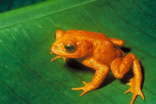 gold toad toad anuran