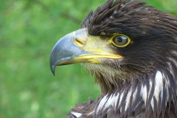 golden eagle bird bird of prey