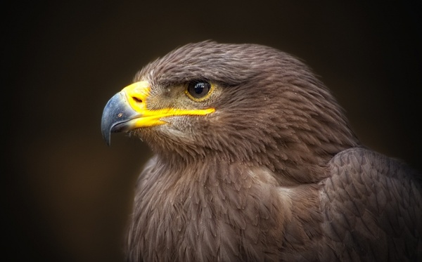 golden eagle bird of prey raptor