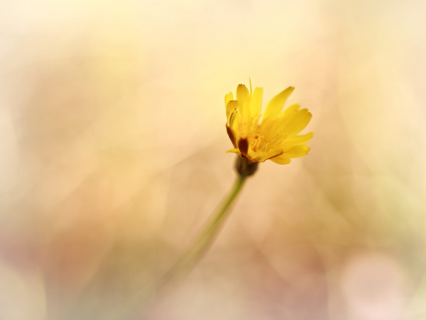 golden hour flower 