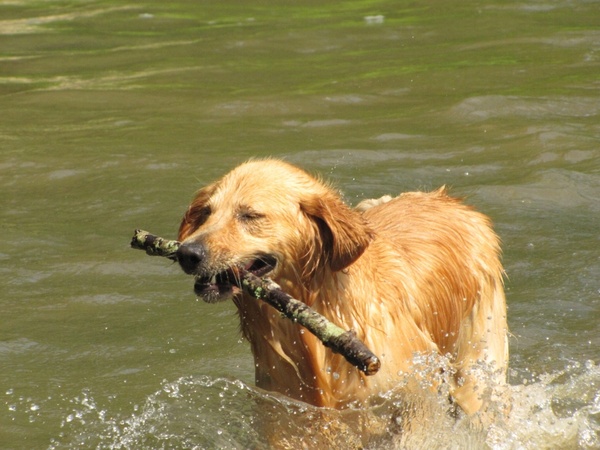 golden retreiver dog