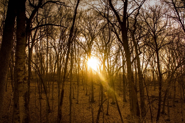 golden sunshine at yellow river state forest iowa