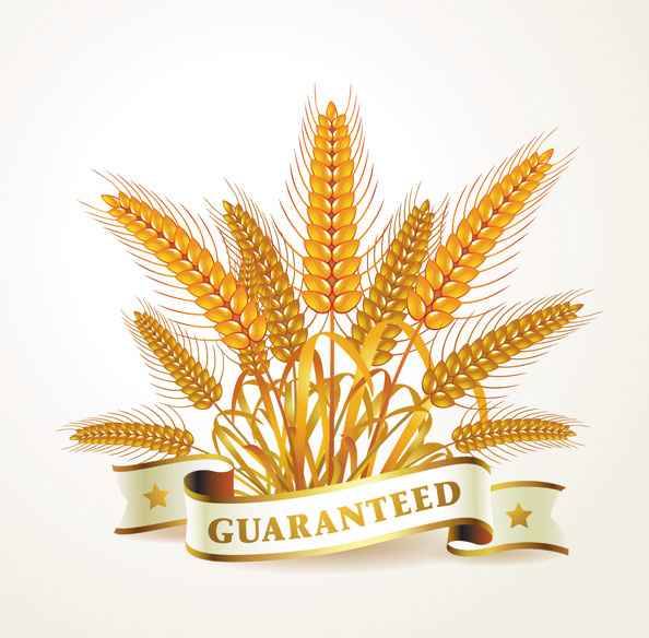 golden wheat creative background vector