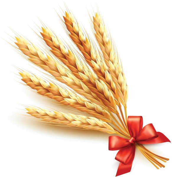 Download Wheat free vector download (325 Free vector) for ...