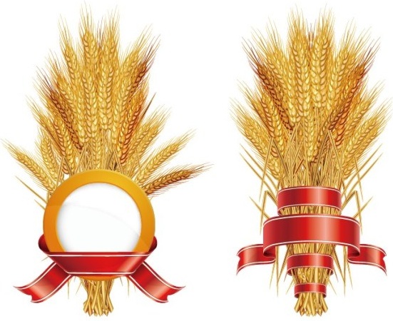 golden wheat with ribbon vector