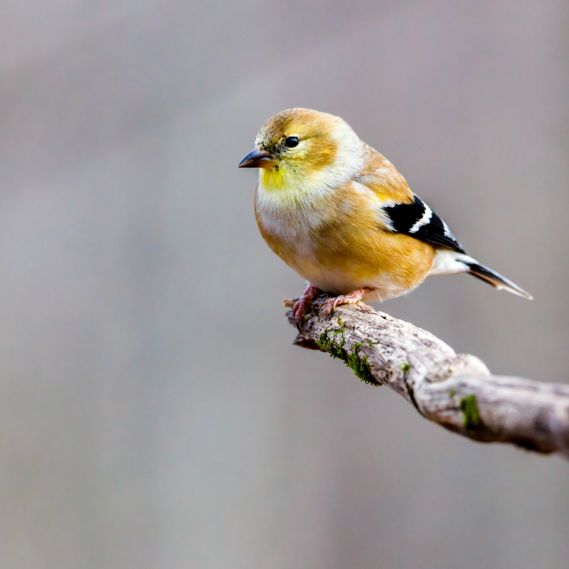 Goldfinches backdrop picture cute closeup