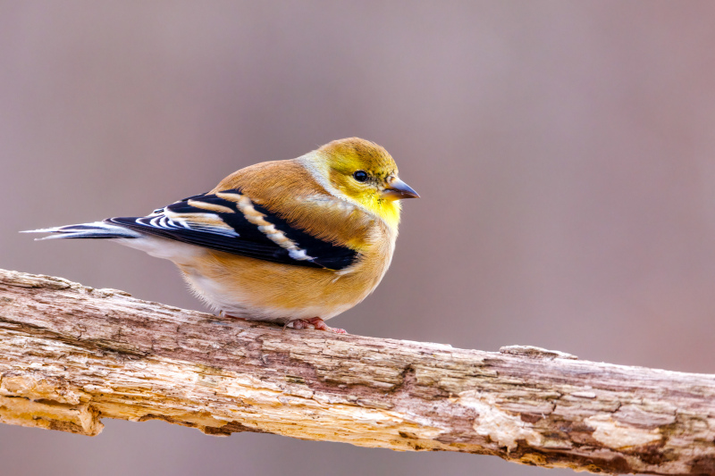 Goldfinches backdrop picture cute closeup realistic