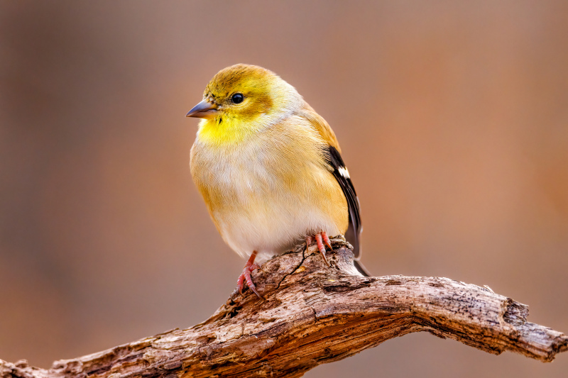 Goldfinches backdrop picture cute perching bird