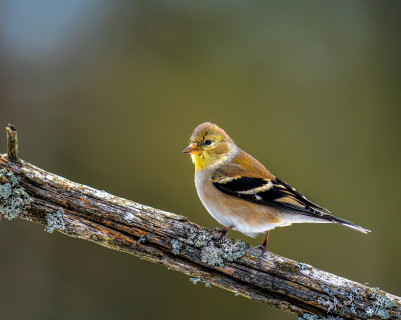 goldfinches cute closeup elegance