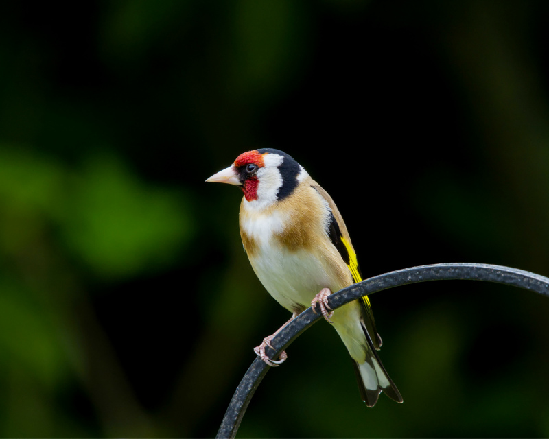 goldfinches picture cute contrast elegance