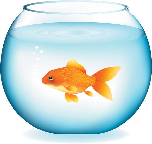 goldfish vector 2
