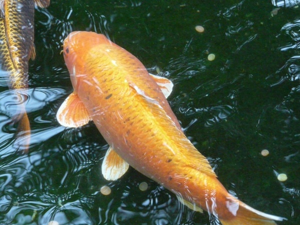 goldfish water fish