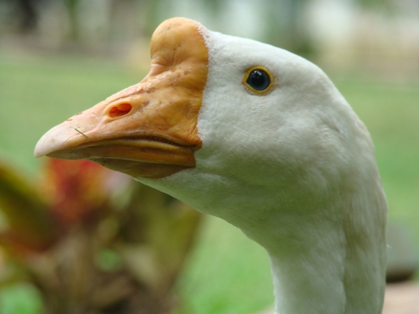 goose nature bird