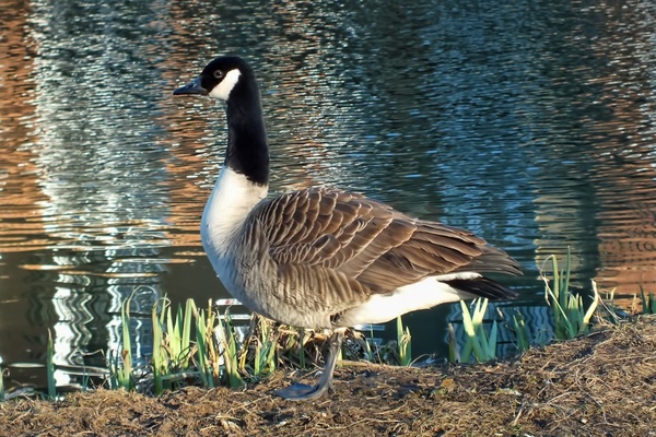 goose standing river