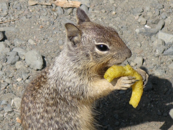gophers fast food junky chips