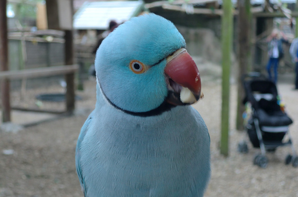 gorgeous blue parrot