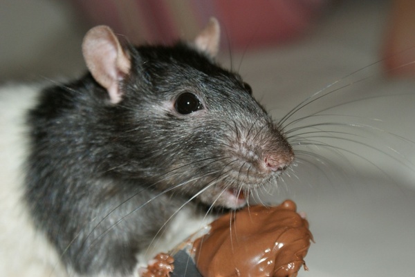 gourmand rat