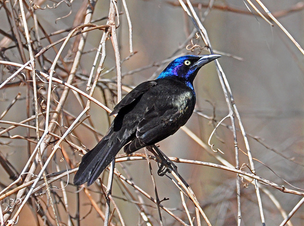 grackle 