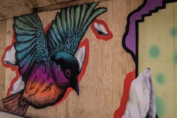 graffiti bird 