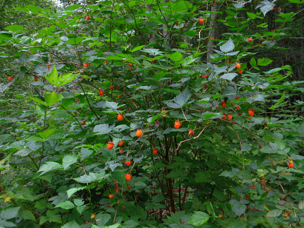 granite creek trail berries 