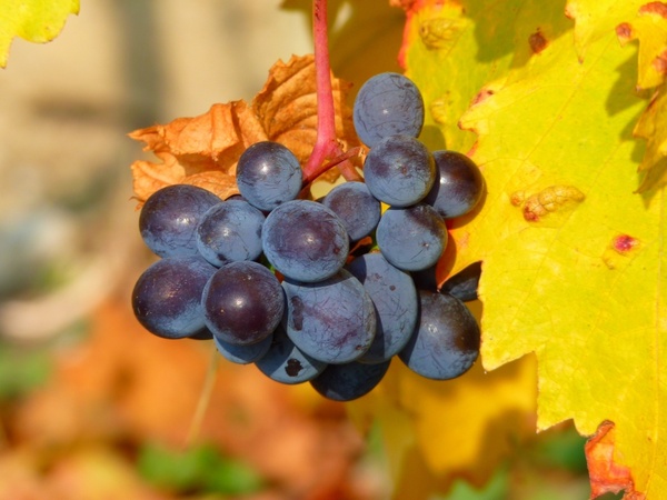grape grapes fruit