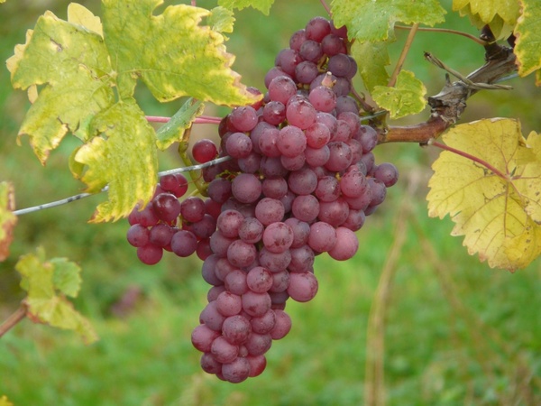 grape grapes plant