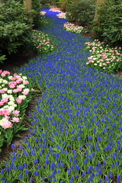grape hyacinth flower bed